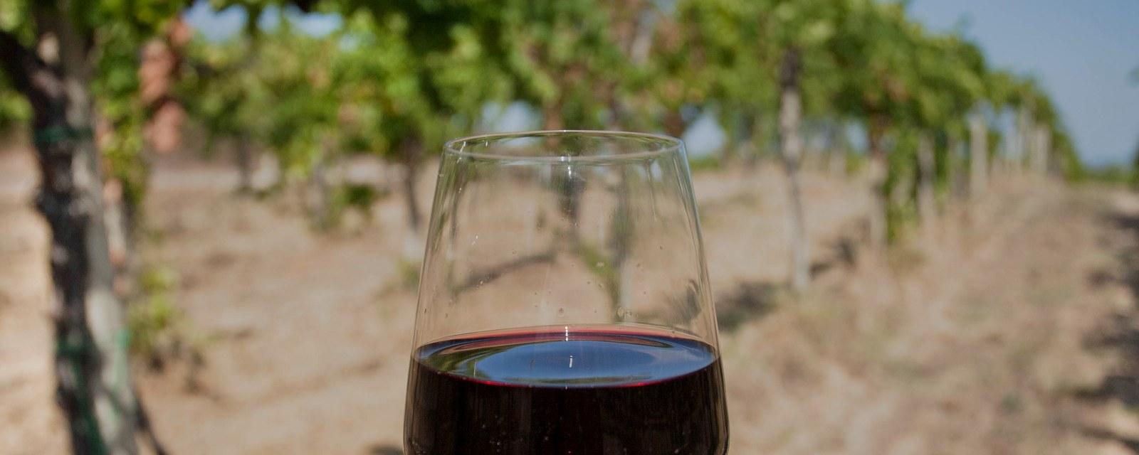 A glass of red wine held up in a vineyard row.