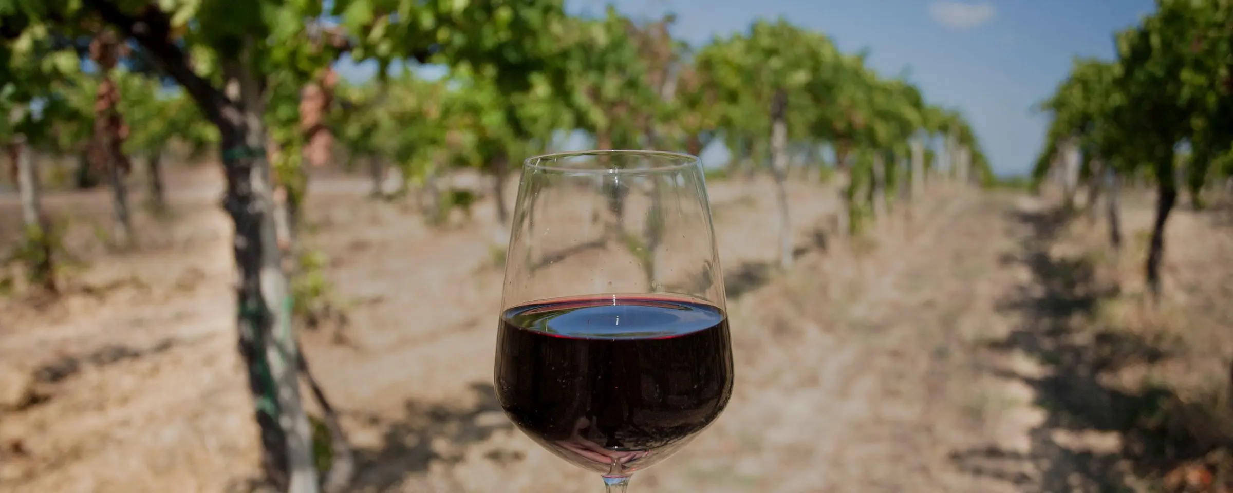 A glass of red wine held up in a vineyard row.